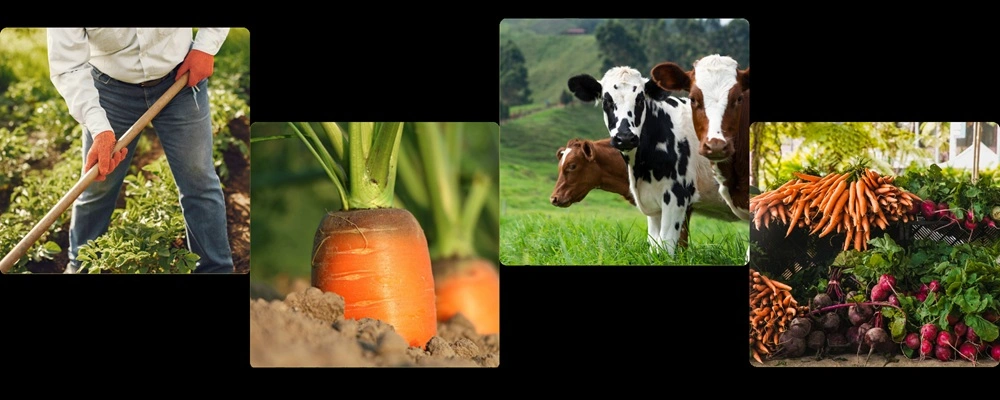 vacas, zanahoria, otros